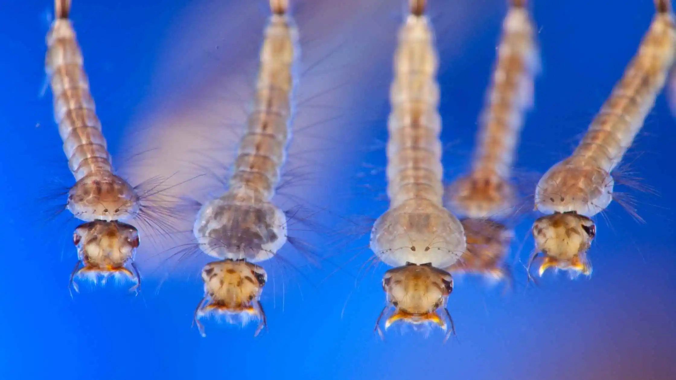 A Complete Study About Mosquito